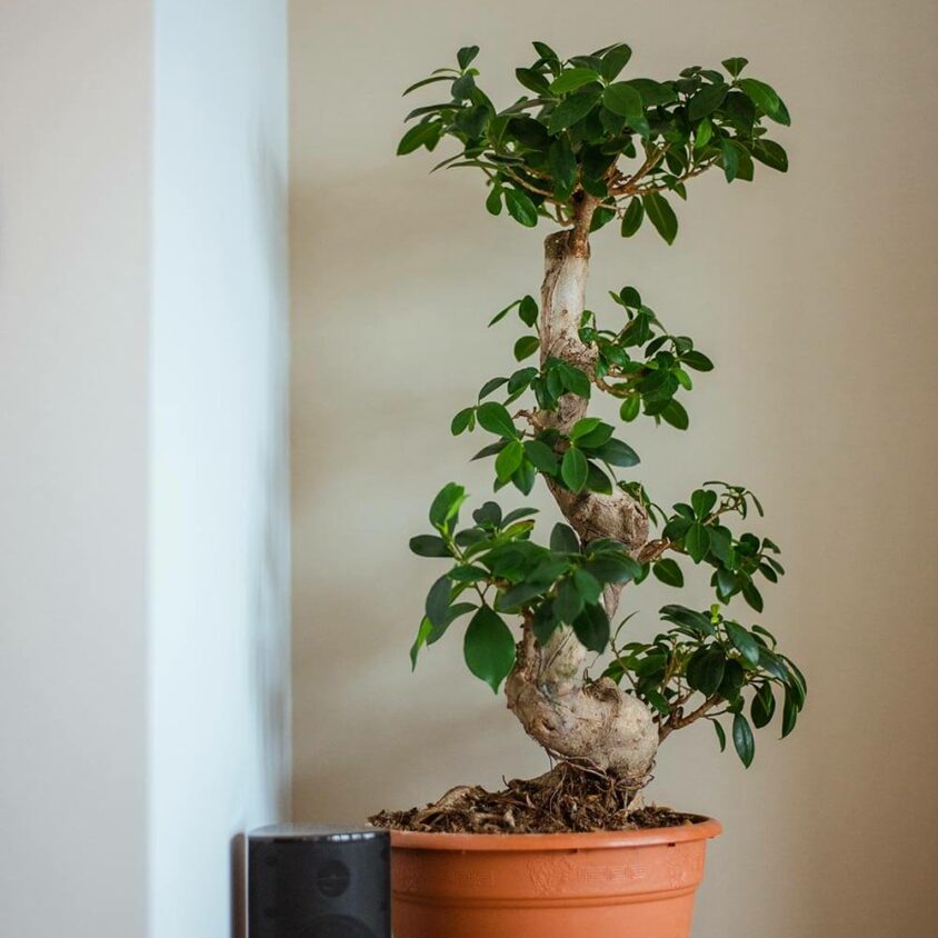 Détail avec plante d'un Meuble TV sur mesure blanc et bois mural à Bruxelles créé par BeHome Interiors